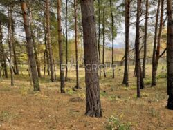 Продаж земельної ділянки з лісом, Підгорці / Романків фото 2 Продаж земельної ділянки з лісом, Підгорці / Романків фото 2