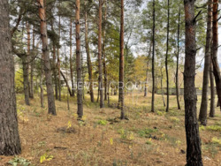 Продаж земельної ділянки з лісом, Підгорці / Романків фото 1 Продаж земельної ділянки з лісом, Підгорці / Романків фото 1