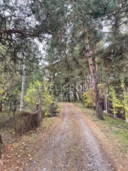 Продаж земельної ділянки з лісом, Підгорці / Романків фото 4 Продаж земельної ділянки з лісом, Підгорці / Романків фото 4