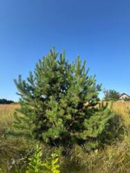 Продаж земельної ділянки під будівництво фото 7 Продаж земельної ділянки під будівництво фото 7