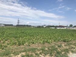 Продаж 10га фасад, комерція, с. Крюковщина. фото 3 Продаж 10га фасад, комерція, с. Крюковщина. фото 3