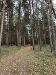 Продаж ділянки рекреаційного призначення, база відпочинку, с. Лебедівка, Вишгородський р-н фото 13 Продаж ділянки рекреаційного призначення, база відпочинку, с. Лебедівка, Вишгородський р-н фото 13