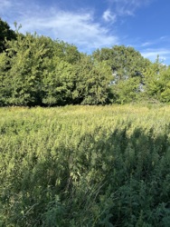 Продається ділянка Тернопільська, Тернопільський, Великі Бірки, Лісна фото 2 Продається ділянка Тернопільська, Тернопільський, Великі Бірки, Лісна фото 2