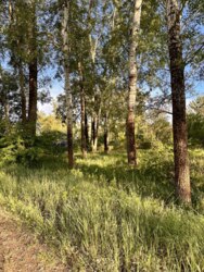 Без Комісії0% Комплекс земельних ділянок на березі Ворскли 15км.від Полтави фото 5 Без Комісії0% Комплекс земельних ділянок на березі Ворскли 15км.від Полтави фото 5