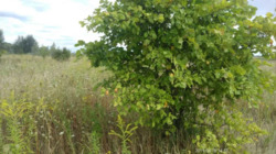 �������� ������ � �. �������. ���� 1