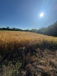 Продається ділянка Полтавська, Полтавський, Судіївка фото 3 Продається ділянка Полтавська, Полтавський, Судіївка фото 3