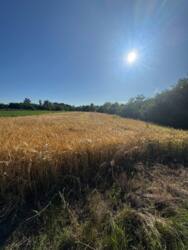 Продається ділянка Полтавська, Полтавський, Судіївка фото 1 Продається ділянка Полтавська, Полтавський, Судіївка фото 1