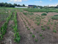 Продається ділянка Зоряна 17, Мачухи, Полтавський, Полтавська фото 15 Продається ділянка Зоряна 17, Мачухи, Полтавський, Полтавська фото 15