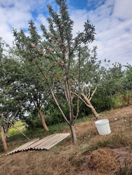 Продається ділянка Зоряна 17, Мачухи, Полтавський, Полтавська фото 8 Продається ділянка Зоряна 17, Мачухи, Полтавський, Полтавська фото 8