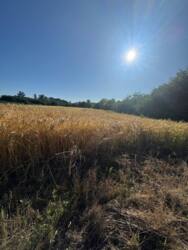 Продається ділянка Полтавська, Полтавський, Судіївка фото 4 Продається ділянка Полтавська, Полтавський, Судіївка фото 4