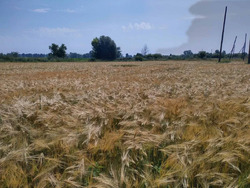 Продається ділянка Новоселівка, Полтавський, Полтавська фото 3 Продається ділянка Новоселівка, Полтавський, Полтавська фото 3