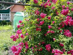 Продається ділянка Київ, Подільський фото 20 Продається ділянка Київ, Подільський фото 20