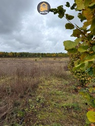 Продаж земельної ділянки 140 соток (1,4 га) ОСГ, с. Рови, Броварський район, Київська область, без комісії фото 6 Продаж земельної ділянки 140 соток (1,4 га) ОСГ, с. Рови, Броварський район, Київська область, без комісії фото 6