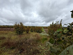 Продаж земельної ділянки 140 соток (1,4 га) ОСГ, с. Рови, Броварський район, Київська область, без комісії фото 17 Продаж земельної ділянки 140 соток (1,4 га) ОСГ, с. Рови, Броварський район, Київська область, без комісії фото 17