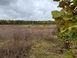 Продаж земельної ділянки 140 соток (1,4 га) ОСГ, с. Рови, Броварський район, Київська область, без комісії фото 16 Продаж земельної ділянки 140 соток (1,4 га) ОСГ, с. Рови, Броварський район, Київська область, без комісії фото 16