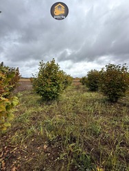 Продаж земельної ділянки 140 соток (1,4 га) ОСГ, с. Рови, Броварський район, Київська область, без комісії фото 7 Продаж земельної ділянки 140 соток (1,4 га) ОСГ, с. Рови, Броварський район, Київська область, без комісії фото 7