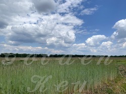 Земельна ділянка 22 сотки під забудову в с. Безуглівка, 10 км від Києва, поруч із лісом фото 12 Земельна ділянка 22 сотки під забудову в с. Безуглівка, 10 км від Києва, поруч із лісом фото 12