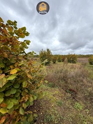 Продаж земельної ділянки 140 соток (1,4 га) ОСГ, с. Рови, Броварський район, Київська область, без комісії фото 2 Продаж земельної ділянки 140 соток (1,4 га) ОСГ, с. Рови, Броварський район, Київська область, без комісії фото 2