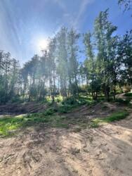 Ділянка у с.Ходосівка у сосновому лісі поруч з річкою, БЕЗ%! фото 5 Ділянка у с.Ходосівка у сосновому лісі поруч з річкою, БЕЗ%! фото 5