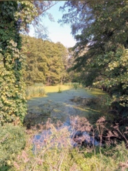 Продам земельну ділянку в селі Ходосіївка площею 50 соток фото 4 Продам земельну ділянку в селі Ходосіївка площею 50 соток фото 4