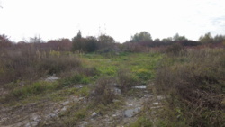 15 соток у селі Ходосівка вул. Софіївська фото 1 15 соток у селі Ходосівка вул. Софіївська фото 1