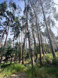 Продаж земельної ділянки с.Ходосівка від 6-18 соток на вибір! фото 1 Продаж земельної ділянки с.Ходосівка від 6-18 соток на вибір! фото 1