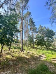 Ділянка у с.Ходосівка у сосновому лісі поруч з річкою, БЕЗ%! фото 4 Ділянка у с.Ходосівка у сосновому лісі поруч з річкою, БЕЗ%! фото 4