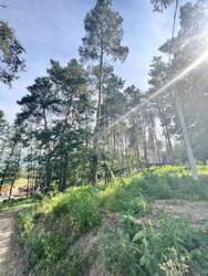 Ділянка у с.Ходосівка у сосновому лісі поруч з річкою, БЕЗ%! фото 3 Ділянка у с.Ходосівка у сосновому лісі поруч з річкою, БЕЗ%! фото 3