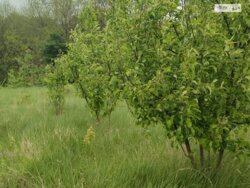 ��������� ������ ³�������, ³�����, ���������, ��������, ������ ���� 4