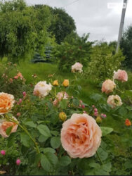 ��������� ������ ³�������, ³�����, ���������, ����-�����������, ������������� ���� 1