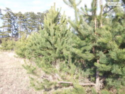 ��������� ������ ³�������, ³�����, ��������� ���� 2