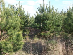 ��������� ������ ³�������, ³�����, ��������� ���� 1