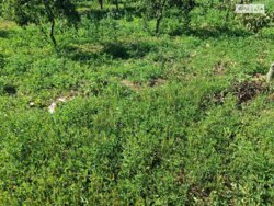 ��������� ������ ³�������, ³�����, ��������� ���� 2