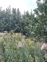 ��������� ������ ³�������, ³�����, ���������, ��������� ���� 5