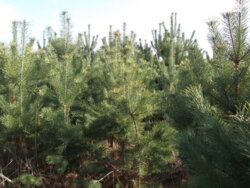 ��������� ������ ³�������, ³�����, ��������� ���� 3