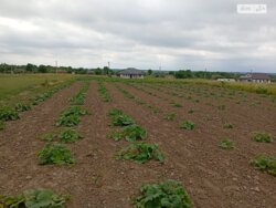 ��������� ������ ³�������, ³�����, ��������� ���� 5