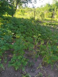 ��������� ������ ³�������, ³�����, ���������, ������ ���� 5