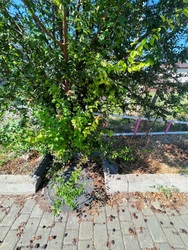 ��������� ������ ����������� (���������), ����������� (���������), ������� ���� 8