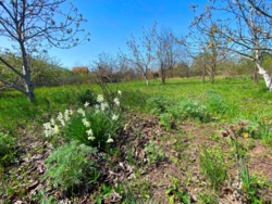 У продажу хороша ділянка на Ветерані! фото 4 У продажу хороша ділянка на Ветерані! фото 4