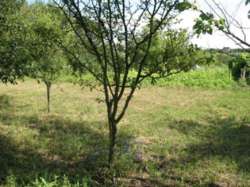 ��������� ������� �����������, �����������, ��������, ���� ���� 9