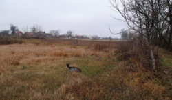 Продаж ділянки під житлову забудову фото 2 Продаж ділянки під житлову забудову фото 2