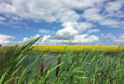 Продаж ділянки під житлову забудову фото 1 Продаж ділянки під житлову забудову фото 1