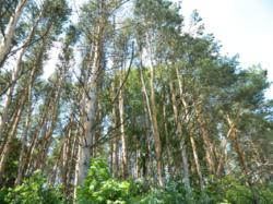 Продается участок Хмельницкий, Хмельницкая, Дендропарковый фото 7 Продается участок Хмельницкий, Хмельницкая, Дендропарковый фото 7