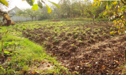 Продаж землі сільськогосподарського призначення фото 3 Продаж землі сільськогосподарського призначення фото 3