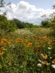 ������ ����� ���� 2