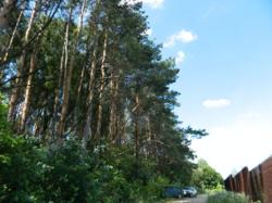 Продается участок Хмельницкий, Хмельницкая, Дендропарковый фото 6 Продается участок Хмельницкий, Хмельницкая, Дендропарковый фото 6