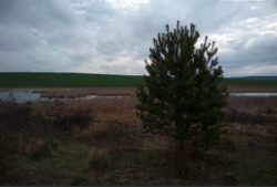 Продаж ділянки під житлову забудову фото 4 Продаж ділянки під житлову забудову фото 4