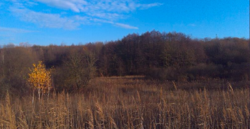 Продаж землі сільськогосподарського призначення фото 8 Продаж землі сільськогосподарського призначення фото 8