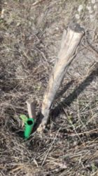 ��������� ������� ���������, �����������, ����������� ���� 2