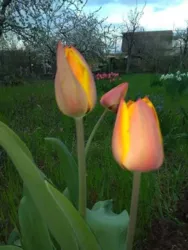 Ділянка в садовому кооперативі Світанок, розташована в селищі Світле фото 6 Ділянка в садовому кооперативі Світанок, розташована в селищі Світле фото 6